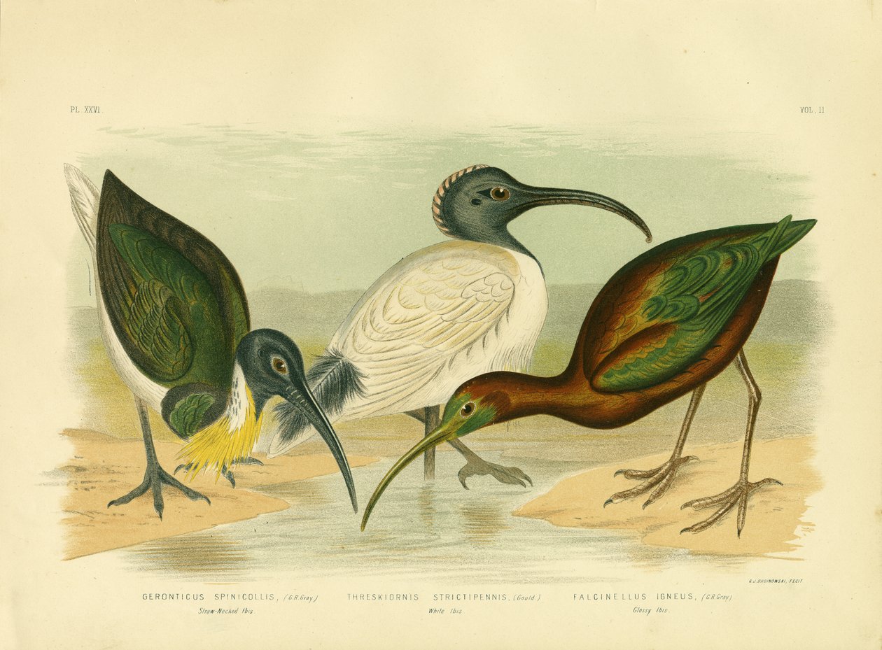 Olkikaulainen Ibis, 1891 tekijältä Gracius Broinowski