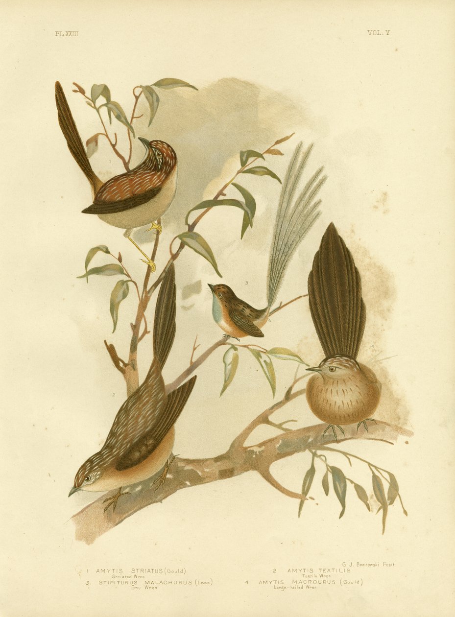 Juovainen wren, 1891 tekijältä Gracius Broinowski