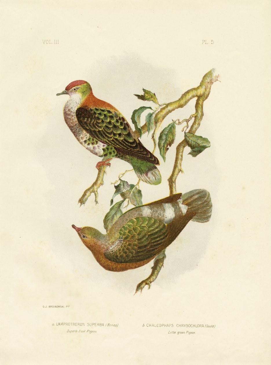 Loistava hedelmäkyyhkynen, 1891 tekijältä Gracius Broinowski