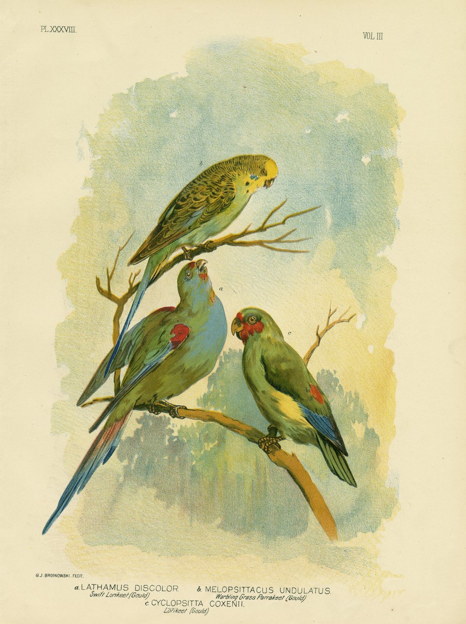 Swift Lorikeet, 1891 tekijältä Gracius Broinowski