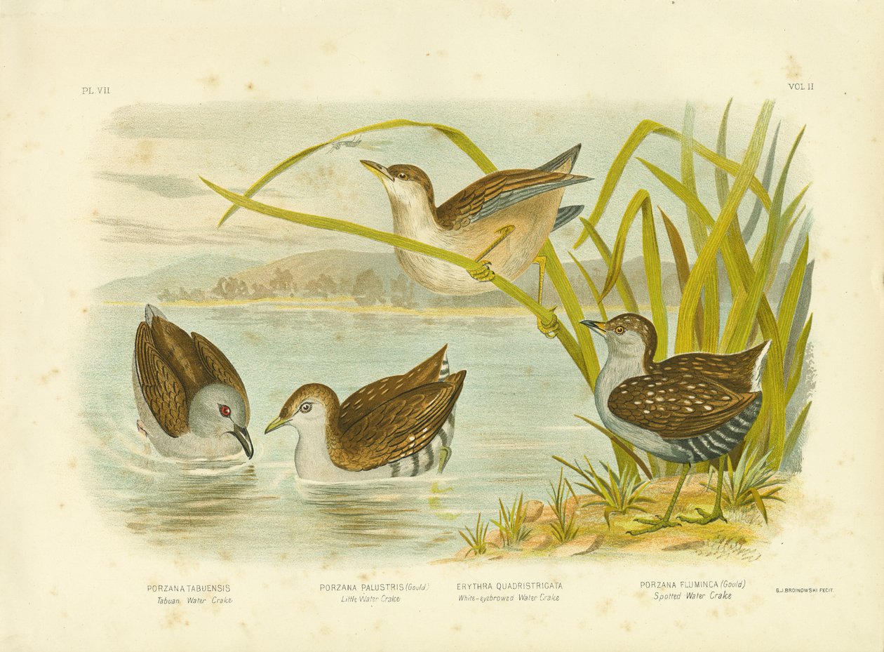 Tabuan Water Crake tai Sooty Crake, 1891 tekijältä Gracius Broinowski