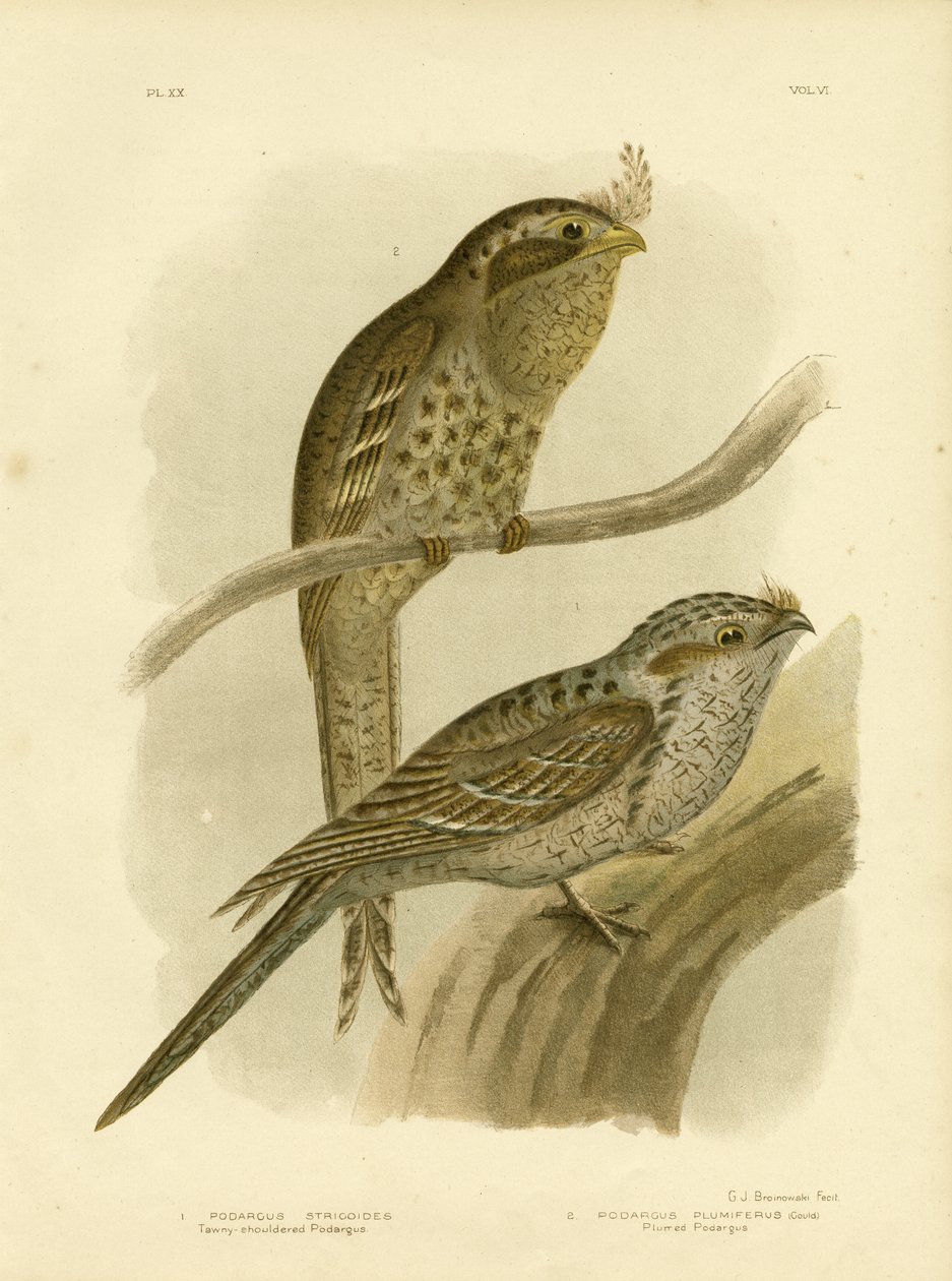 Tawny-Shouldered Podargus tai Tawny Frogmouth, 1891 tekijältä Gracius Broinowski