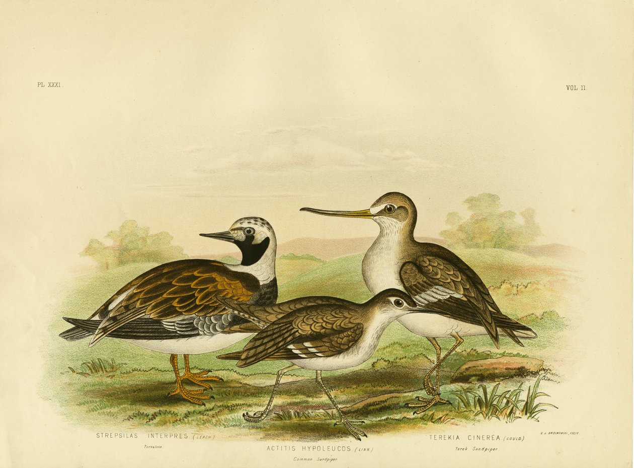 Turnstone, 1891 tekijältä Gracius Broinowski