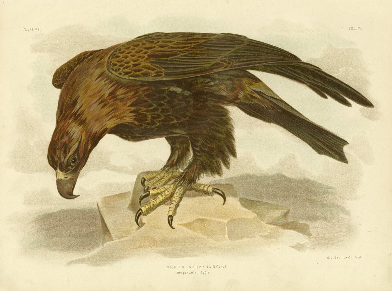 Kiilapyrstökotka, 1891 tekijältä Gracius Broinowski