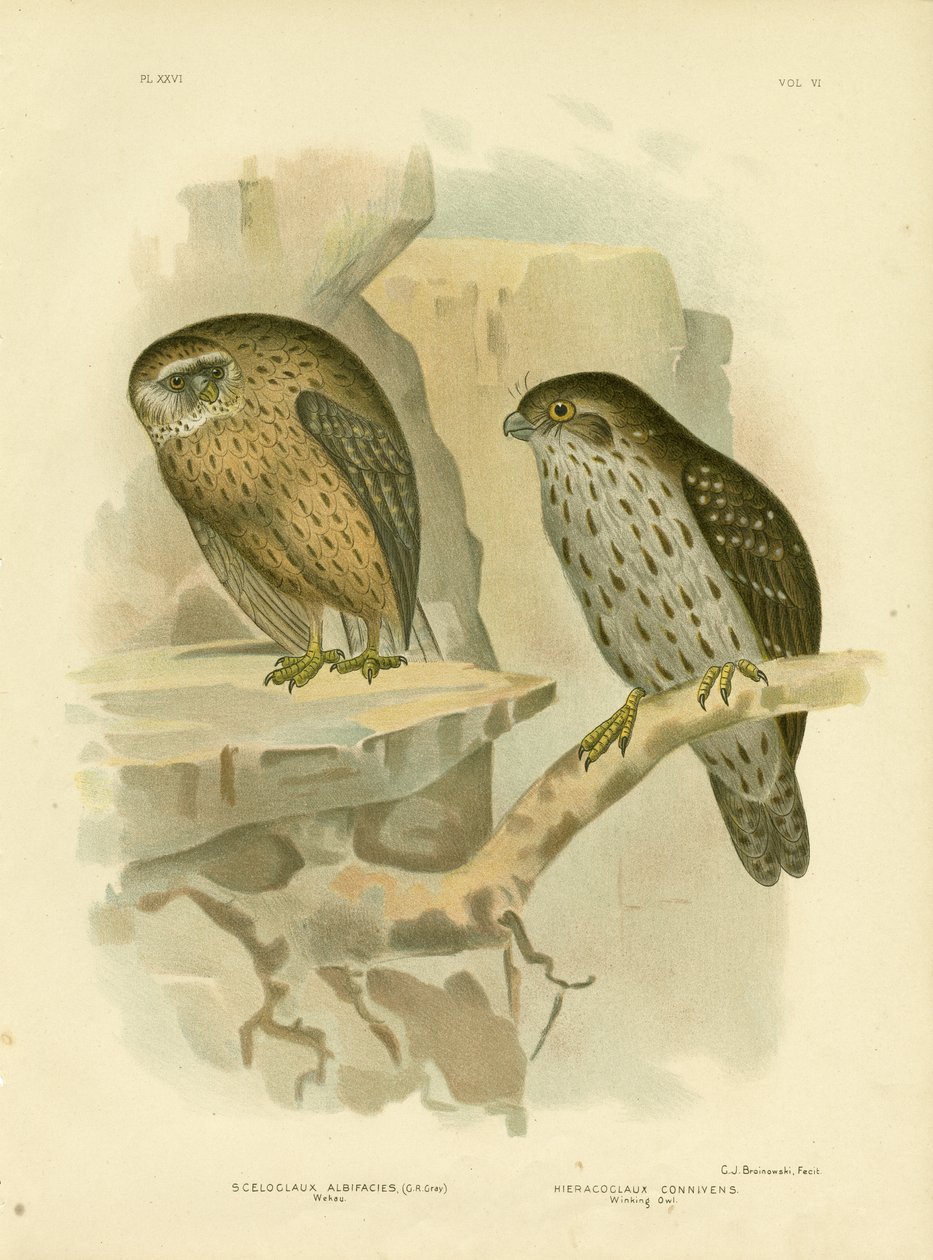 Wekau tai naurava pöllö, 1891 tekijältä Gracius Broinowski