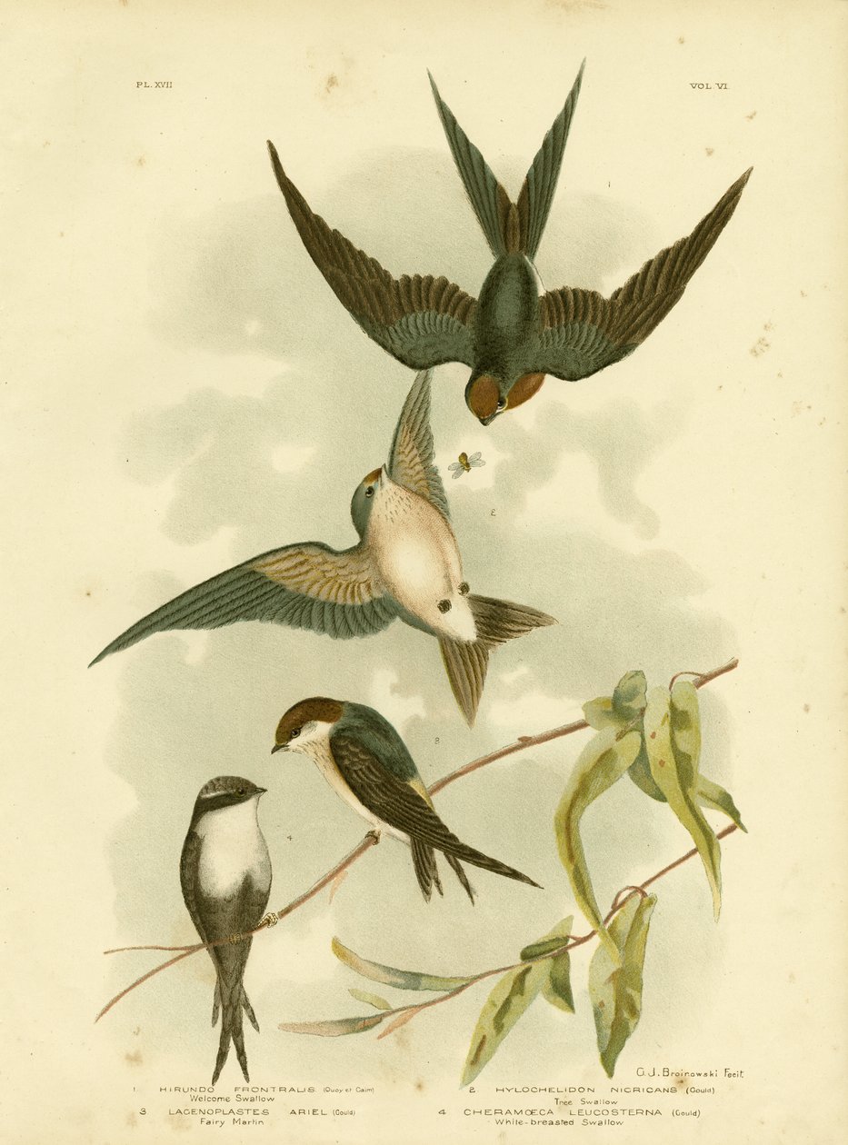 Tervetuloa Swallow Or Pacific Swallow, 1891 tekijältä Gracius Broinowski