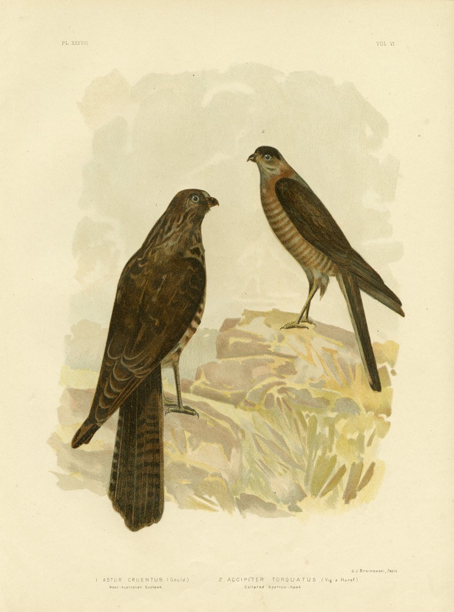 Länsi-Australian goshawk, 1891 tekijältä Gracius Broinowski