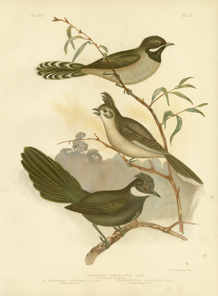 Western Whipbird, 1891 tekijältä Gracius Broinowski