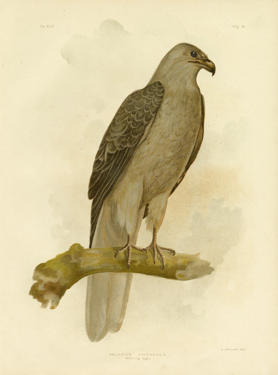 Viheltävä kotka tai viheltävä leija, 1891 tekijältä Gracius Broinowski