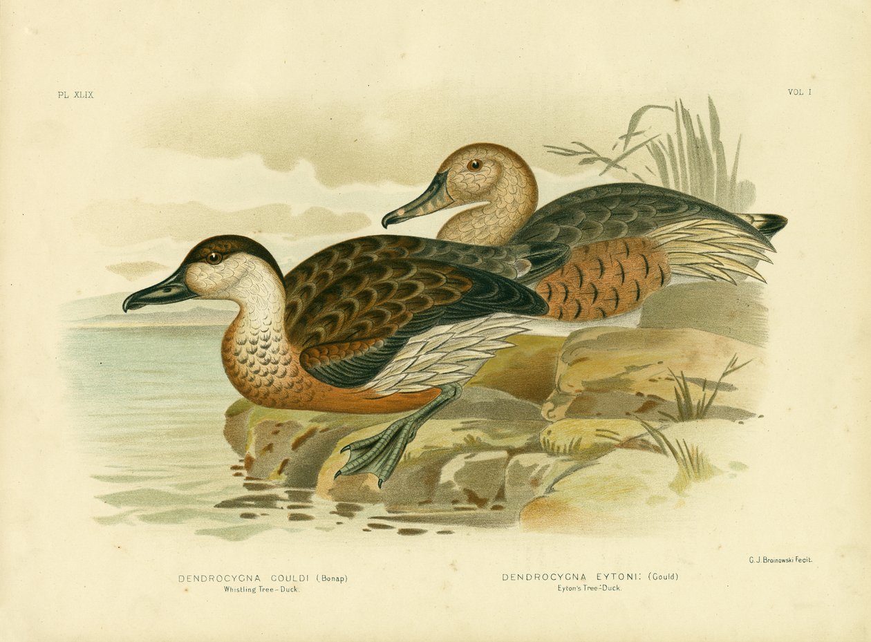 Whistling Tree Duck Or Wandering Whistling-Duck, 1891 tekijältä Gracius Broinowski