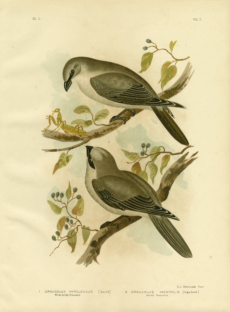 Valkovatsakäki, 1891 tekijältä Gracius Broinowski