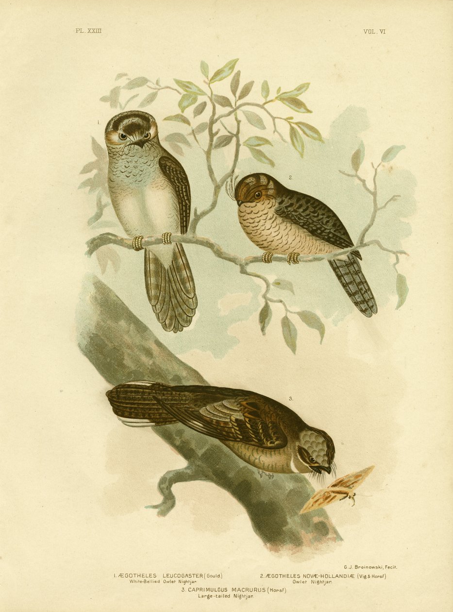 White-belled Owlet Nightjar tai Moth Owl, 1891 tekijältä Gracius Broinowski
