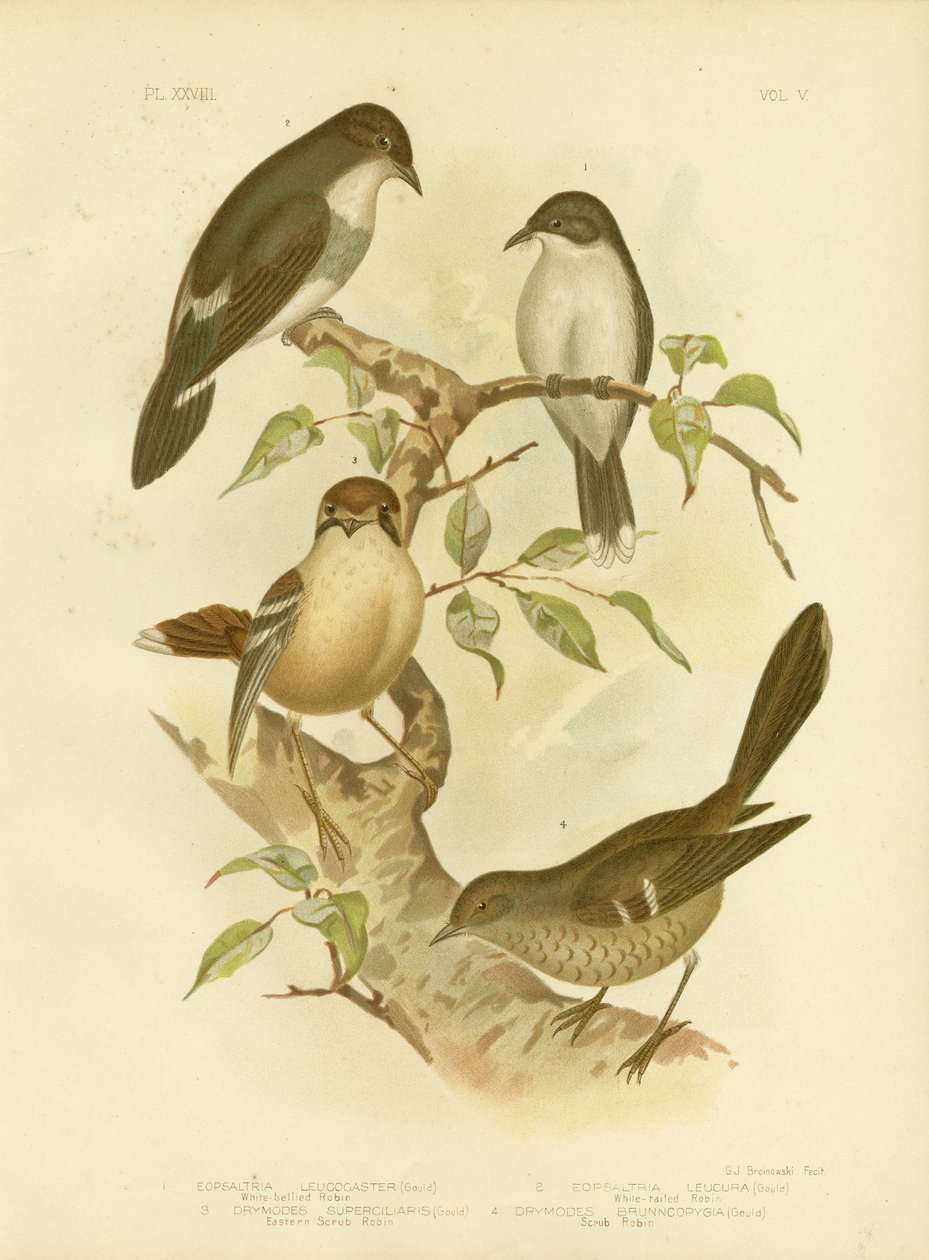 Valkovatsainen robin, 1891 tekijältä Gracius Broinowski