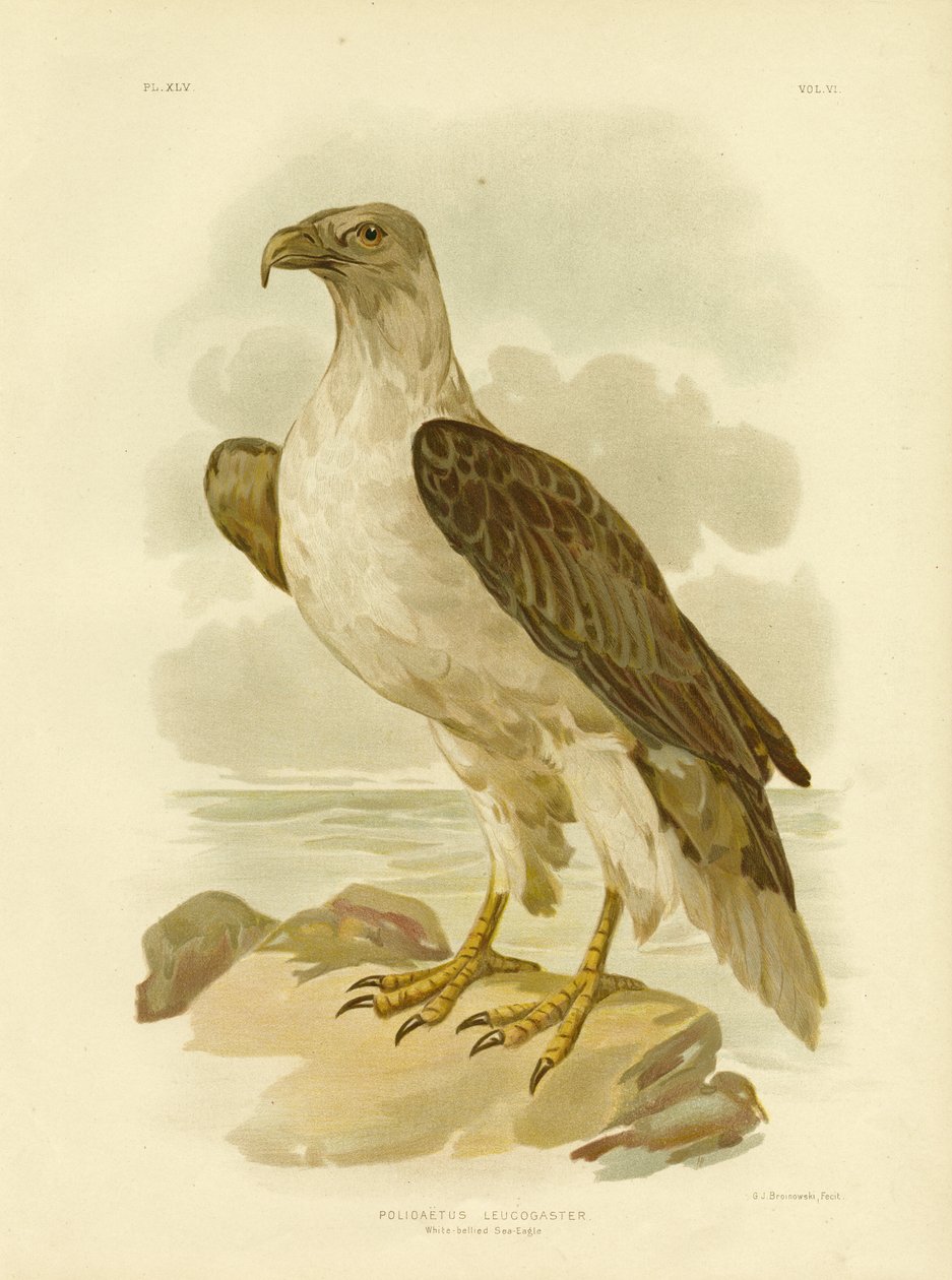 Valkovatsamerikotka, 1891 tekijältä Gracius Broinowski