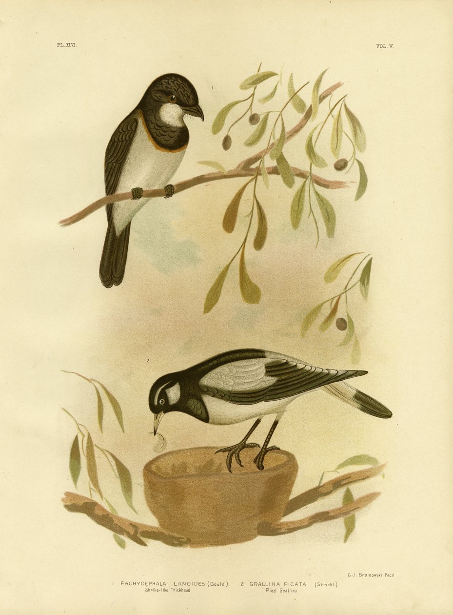 White-Breasted Whistler, 1891 tekijältä Gracius Broinowski