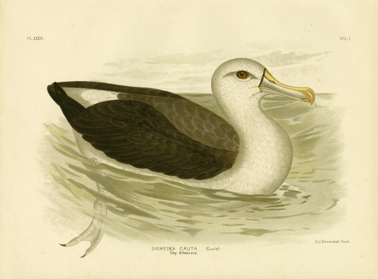 Valkokantinen albatrossi, 1891 tekijältä Gracius Broinowski