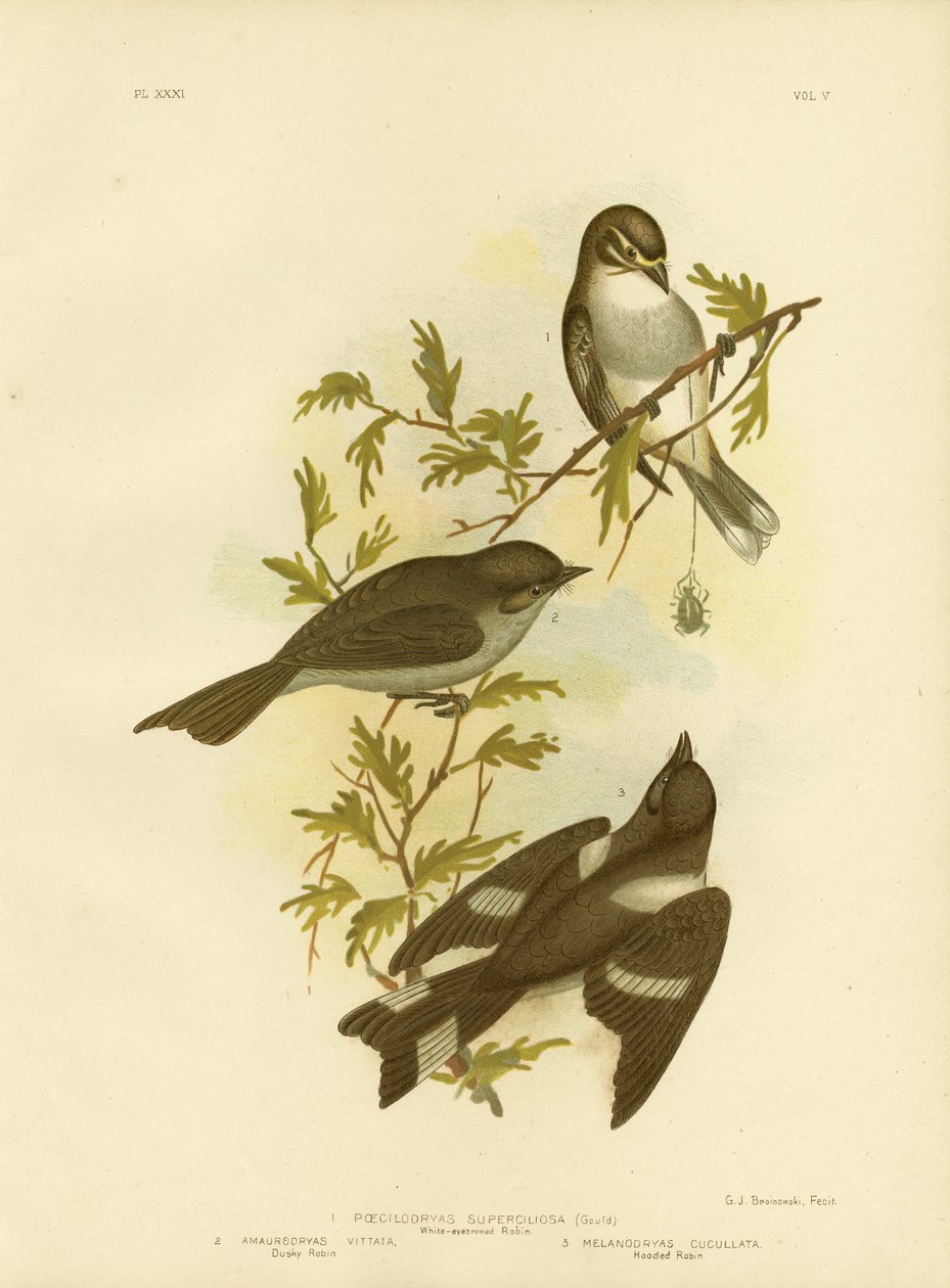 Valkokulmainen Robin, 1891 tekijältä Gracius Broinowski