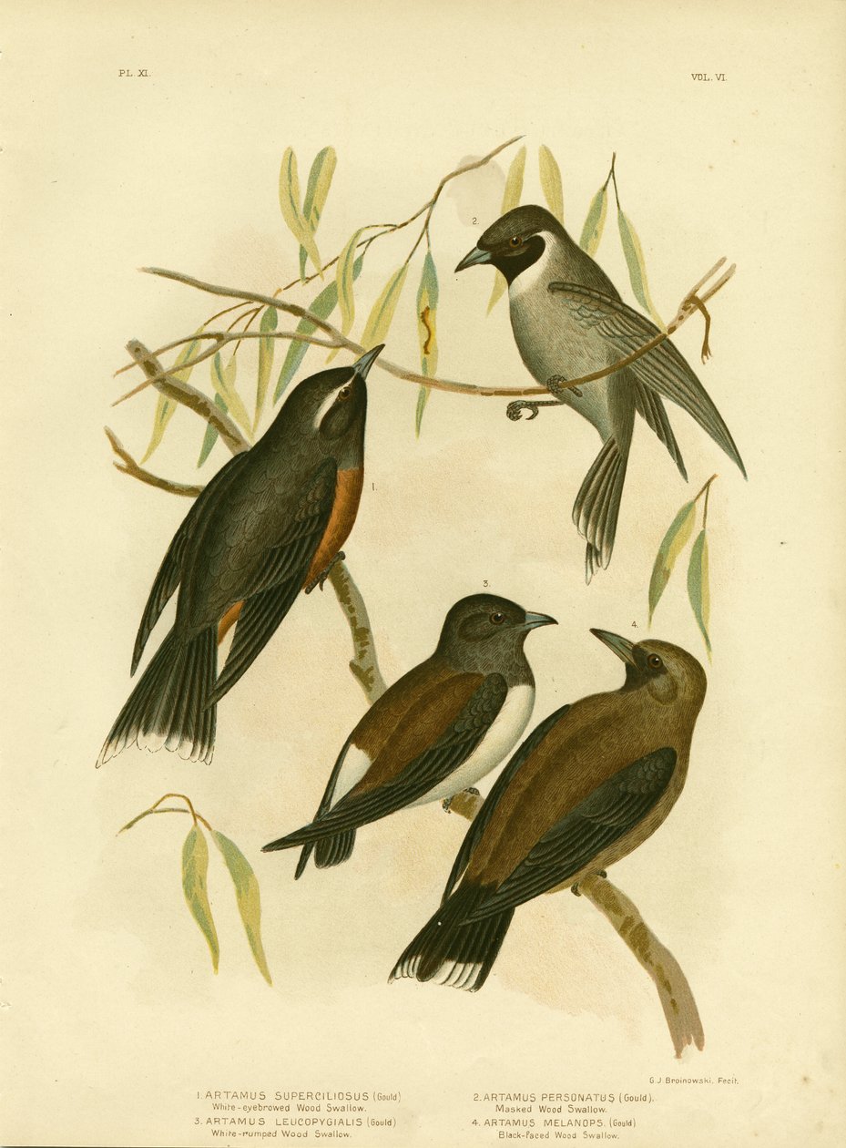 Valkosilmäinen metsäpääsky, 1891 tekijältä Gracius Broinowski