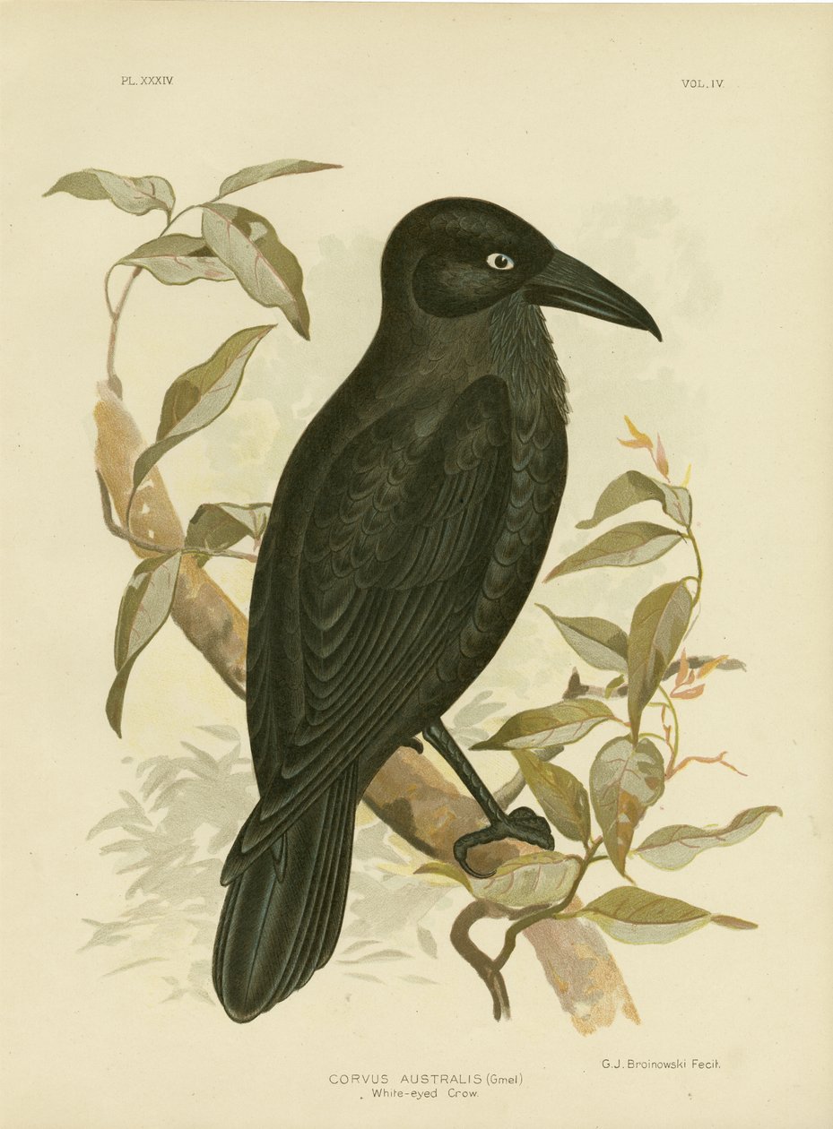 White-eyed Crow tai Australian Raven, 1891 tekijältä Gracius Broinowski
