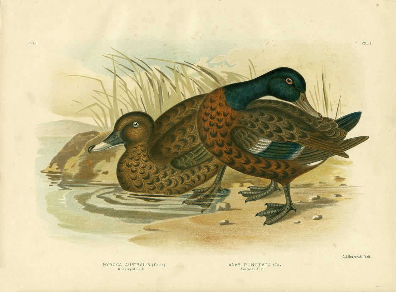 Valkosilmäinen ankka, 1891 tekijältä Gracius Broinowski