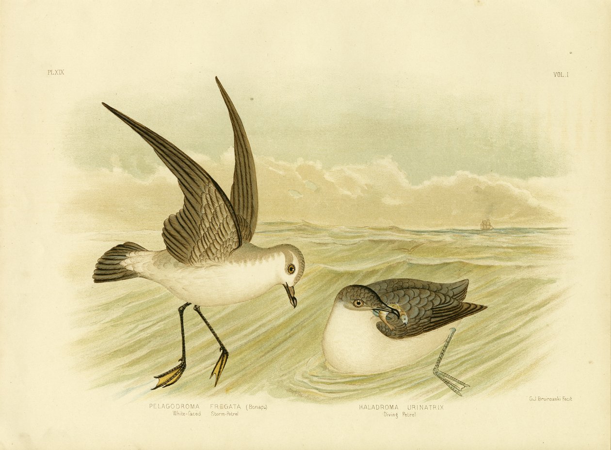 White-Faced Storm-Petrel, 1891 tekijältä Gracius Broinowski