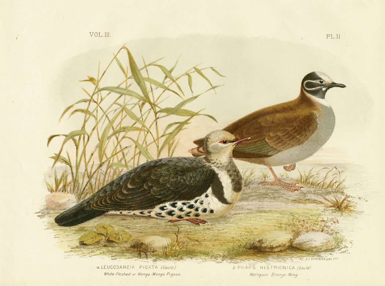 White-Fleshed Pigeon tai Wonga Pigeon, 1891 tekijältä Gracius Broinowski