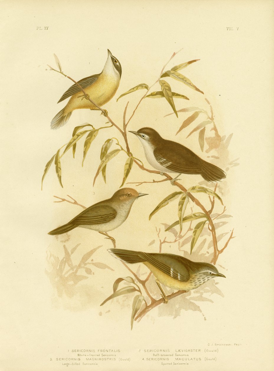 White-Fronted Scrubwren tai White-Browed Scrubwren, 1891 tekijältä Gracius Broinowski