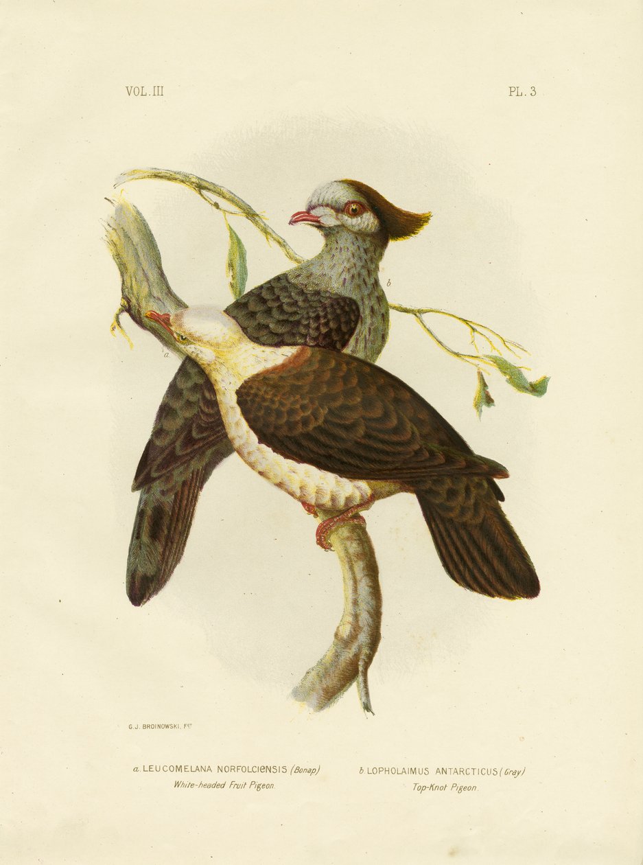 Valkopäinen hedelmäkyyhkynen, 1891 tekijältä Gracius Broinowski