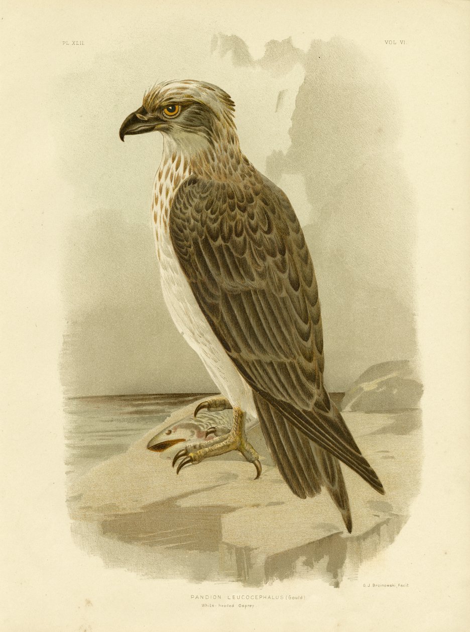 Valkopäinen sääski, 1891 tekijältä Gracius Broinowski