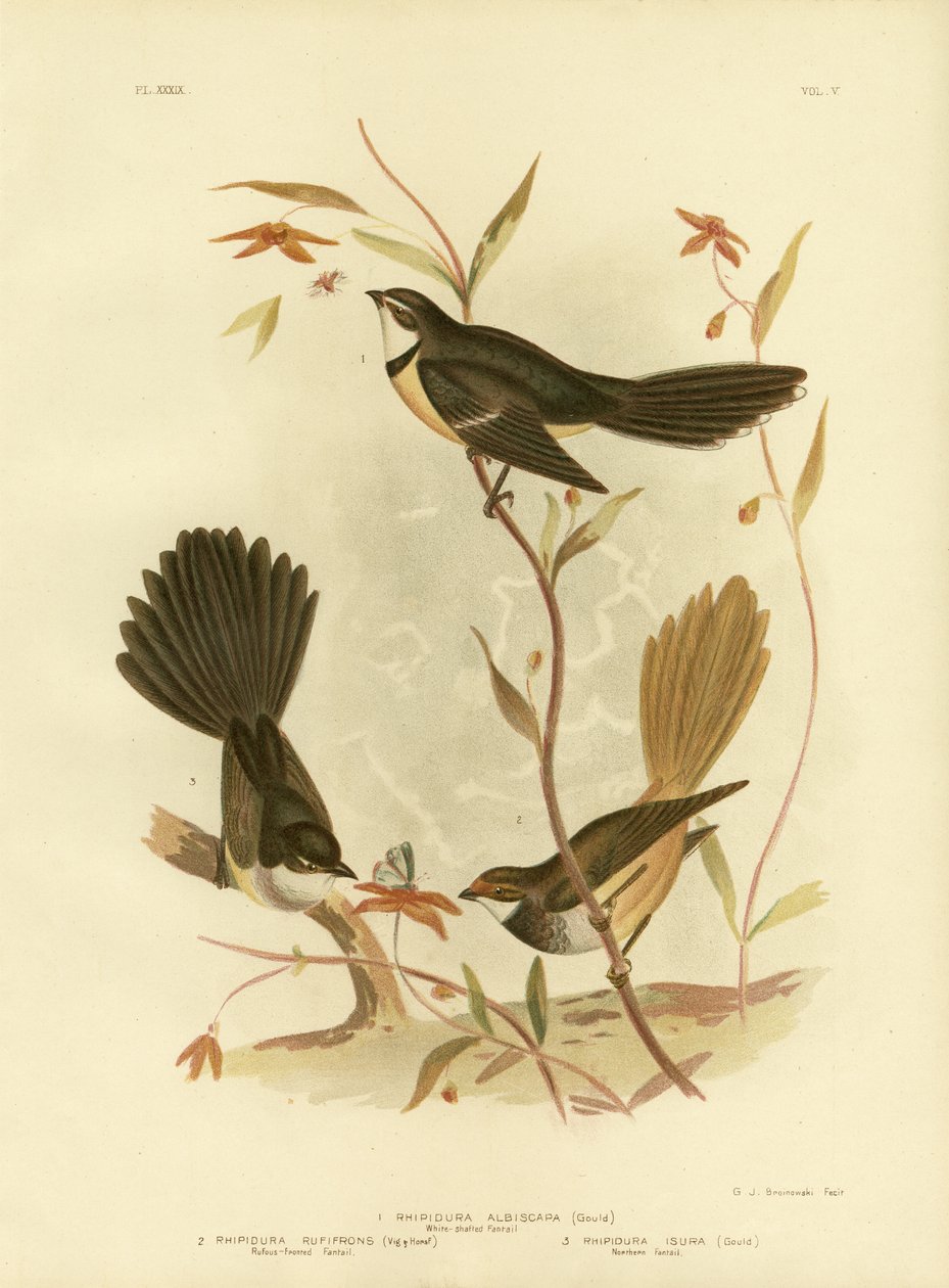 Valkovartinen tai harmaa fantail, 1891 tekijältä Gracius Broinowski