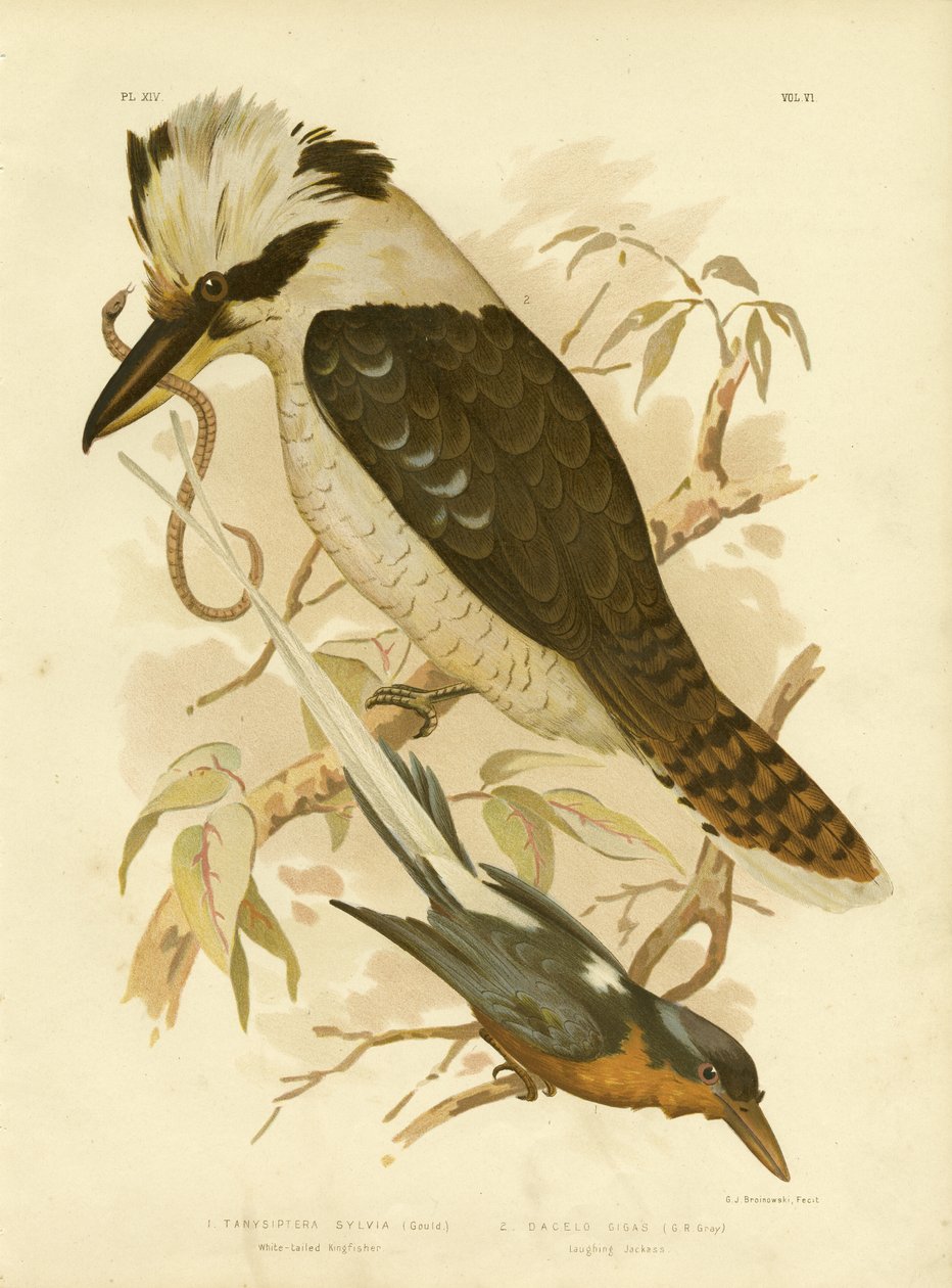 Valkohäntäinen kuningaskalastaja, 1891 tekijältä Gracius Broinowski