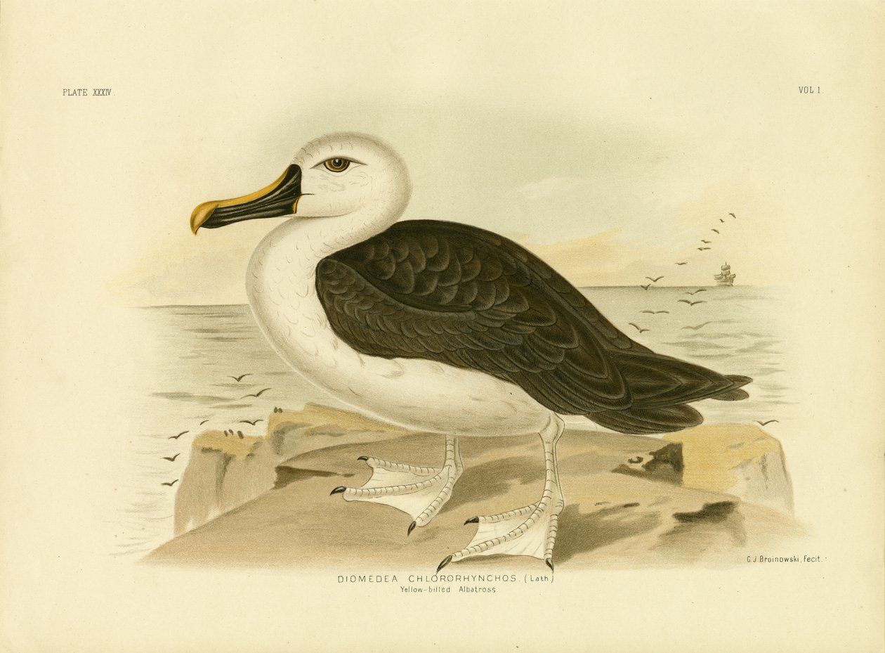 Keltanokkainen albatrosi, 1891 tekijältä Gracius Broinowski