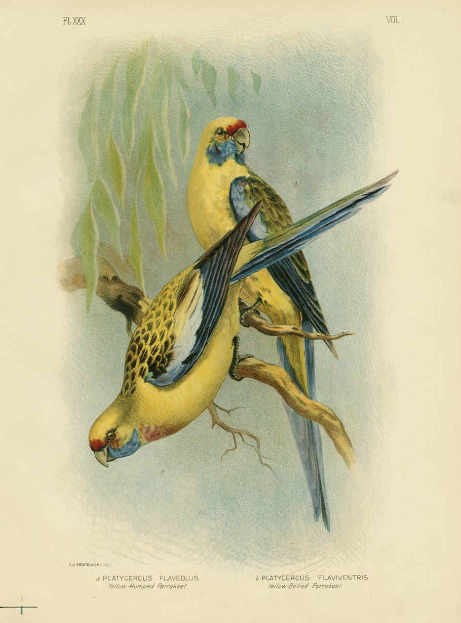 Keltainen papukaija tai keltainen rosella, 1891 tekijältä Gracius Broinowski