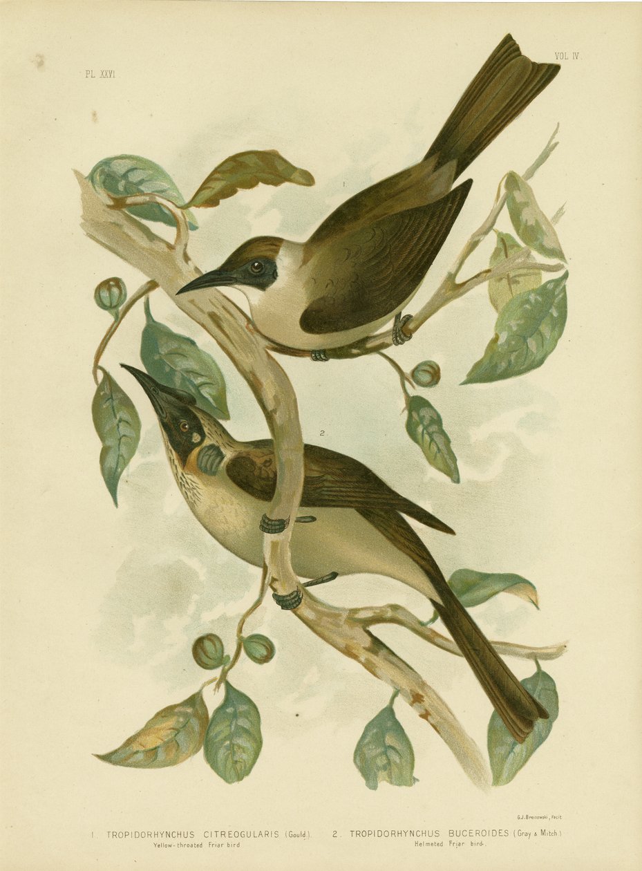 Keltakurkainen Friarbird tai Little Friarbird, 1891 tekijältä Gracius Broinowski