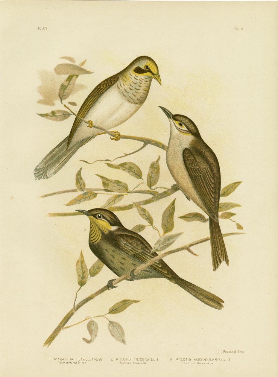 Keltakurkkukaivosmies, 1891 tekijältä Gracius Broinowski