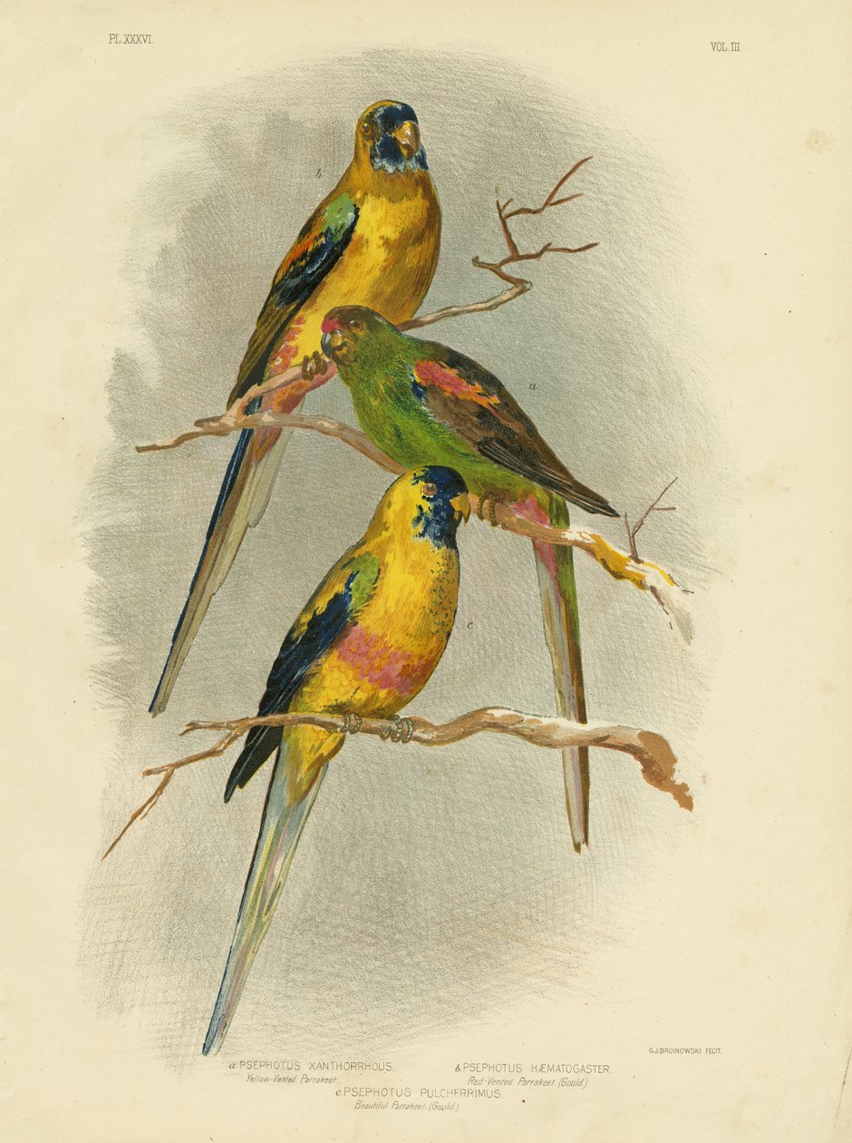 Keltainen papukaija, 1891 tekijältä Gracius Broinowski