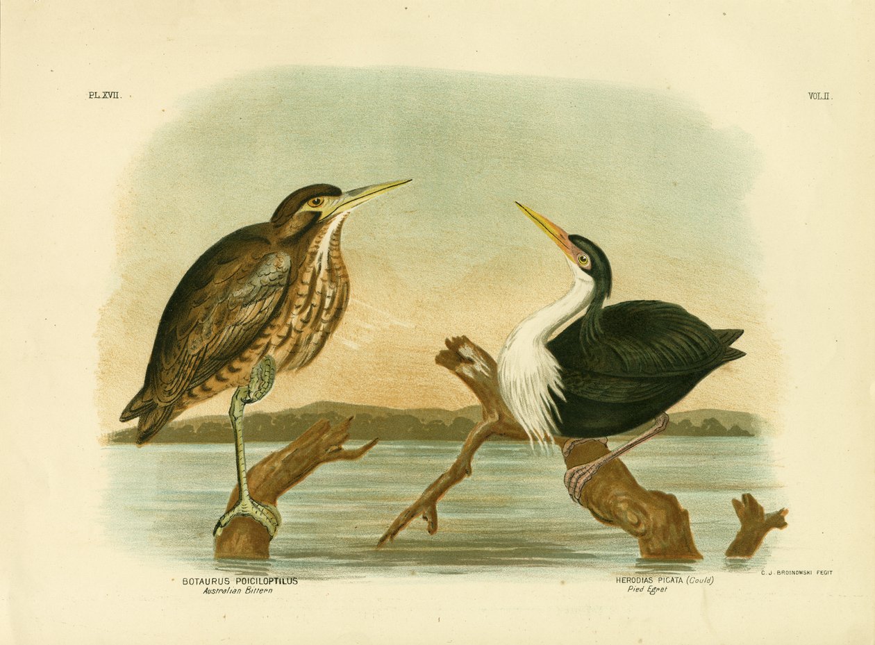 Australian Bittern, 1891 tekijältä Gracius Broinowski