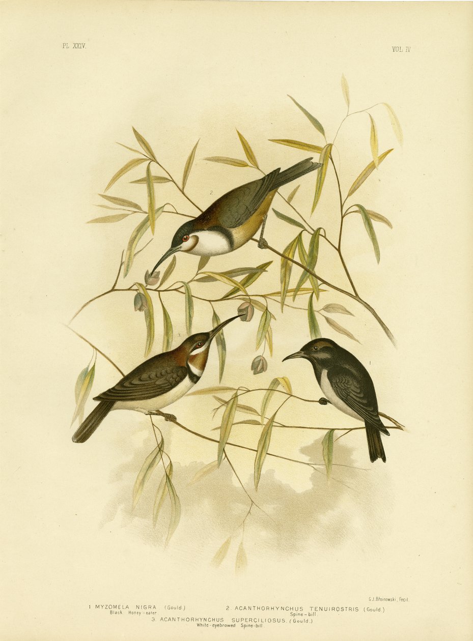 Black Honeyeater, 1891 tekijältä Gracius Broinowski
