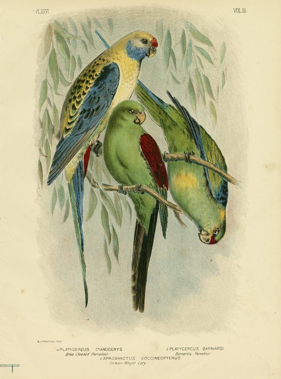 Blue-cheeked papukaija, 1891 tekijältä Gracius Broinowski