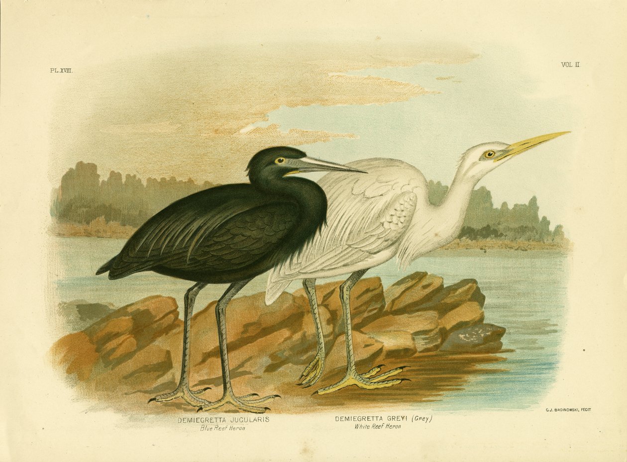 Blue Reef Heron, 1891 tekijältä Gracius Broinowski