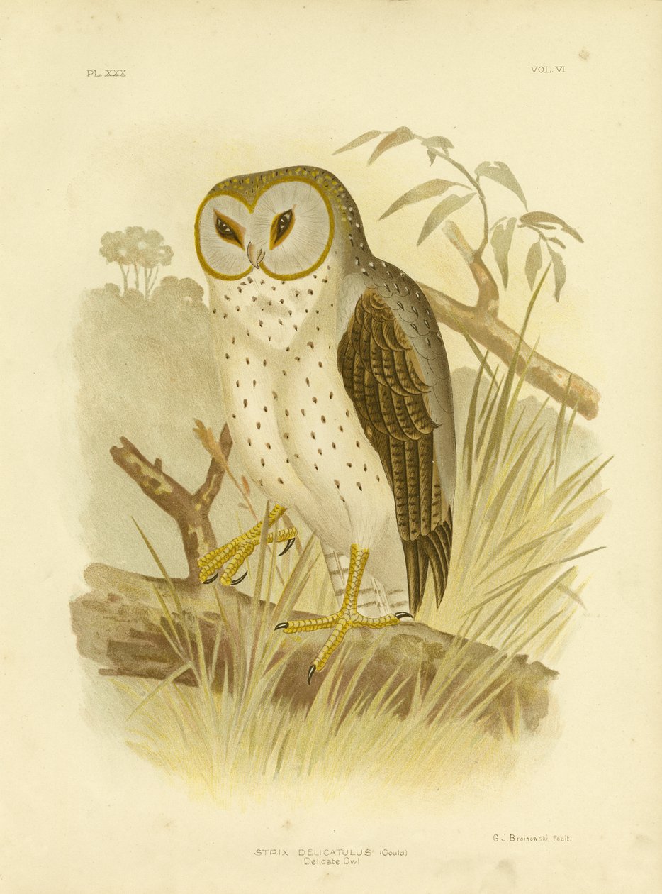Herkkä pöllö, 1891 tekijältä Gracius Broinowski