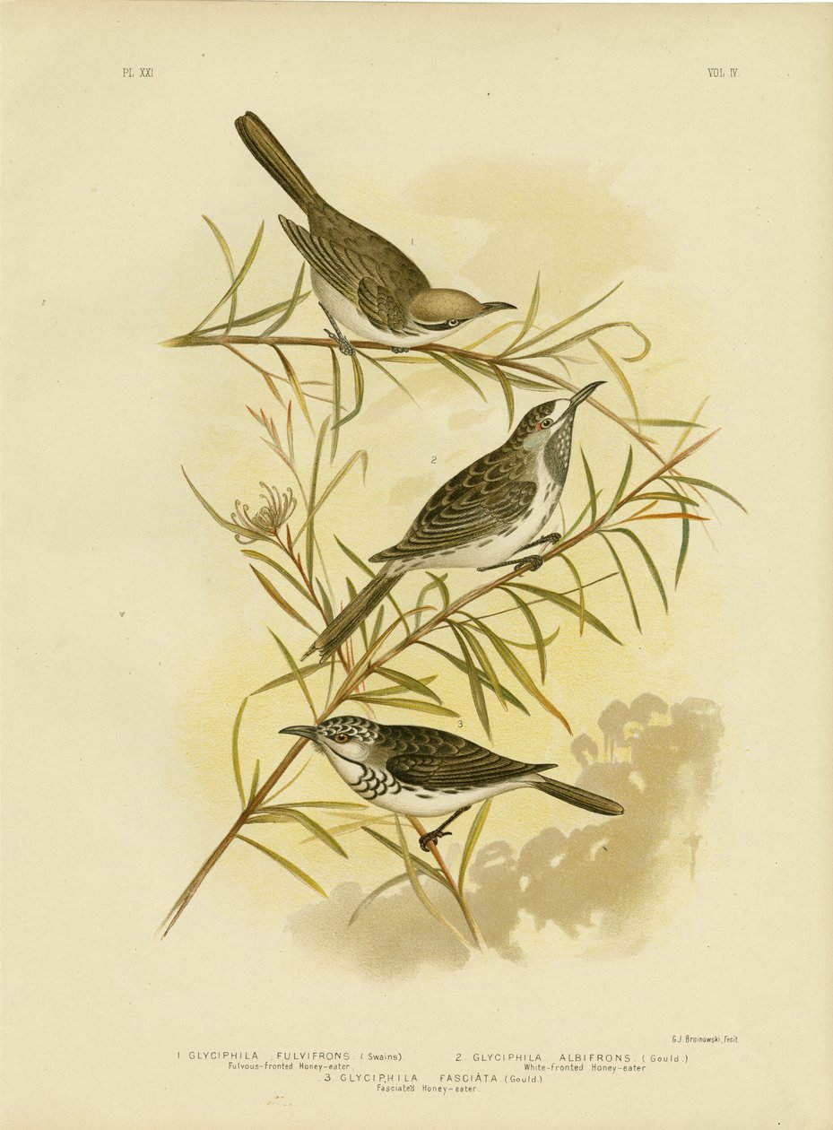 Fulvous-Fronted Honeyeater, 1891 tekijältä Gracius Broinowski