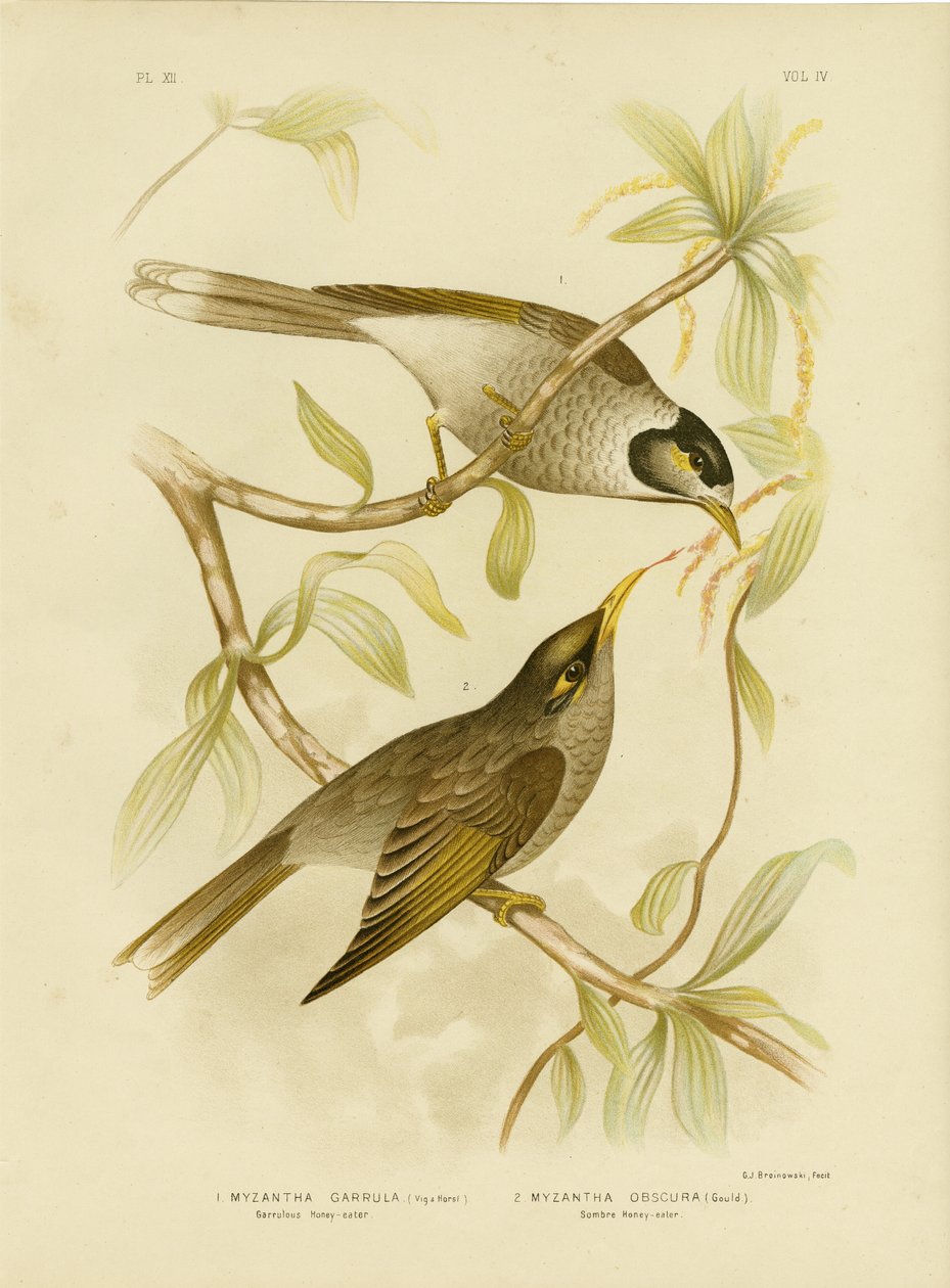 Garrulous Honeyeater Or Noisy Miner, 1891 tekijältä Gracius Broinowski