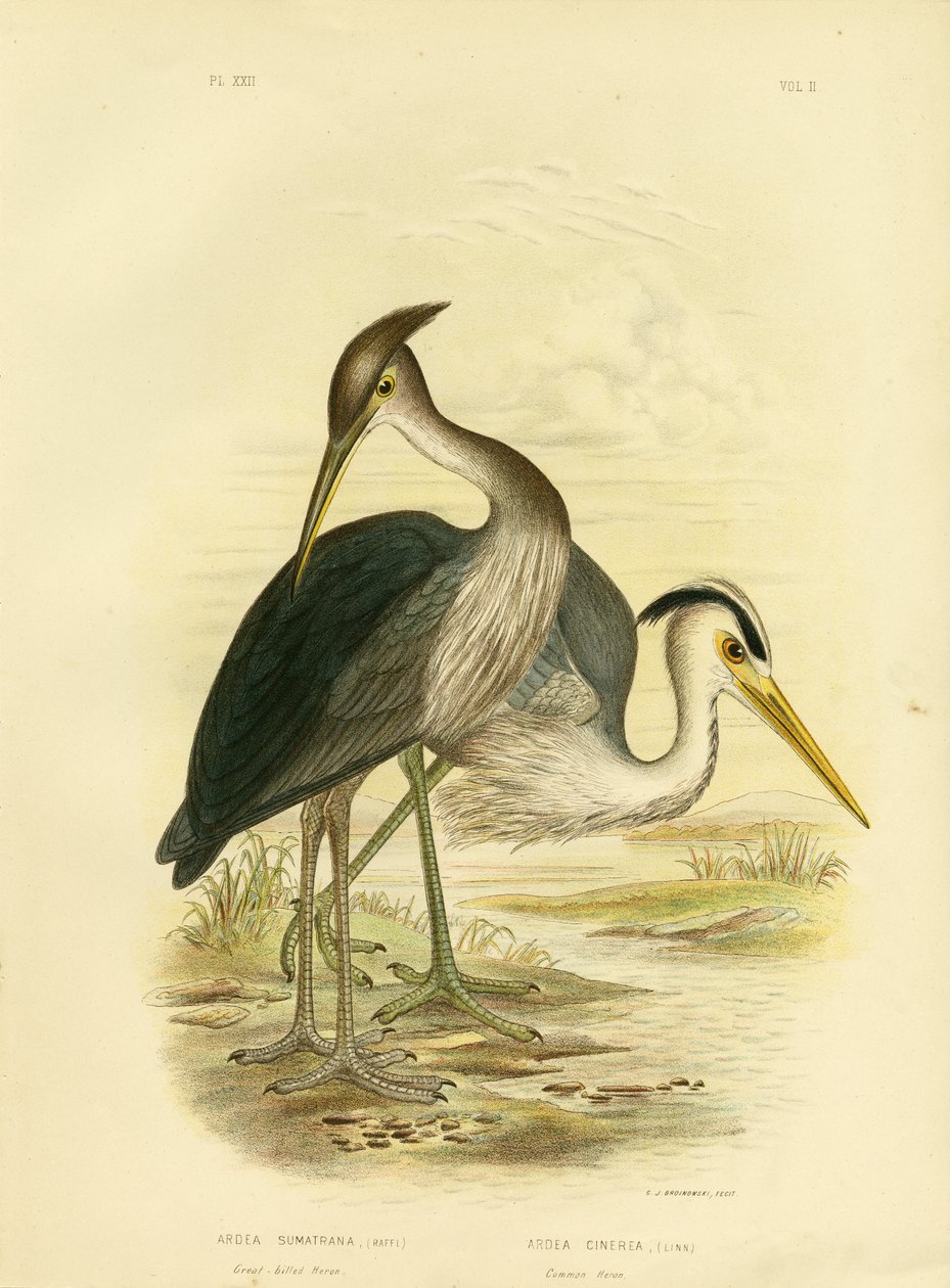 Harmahaikara tai harmaahaikara, 1891 tekijältä Gracius Broinowski