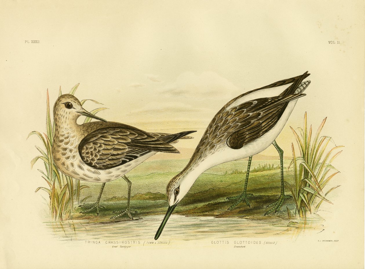 Hiekkasärkkä, 1891 tekijältä Gracius Broinowski