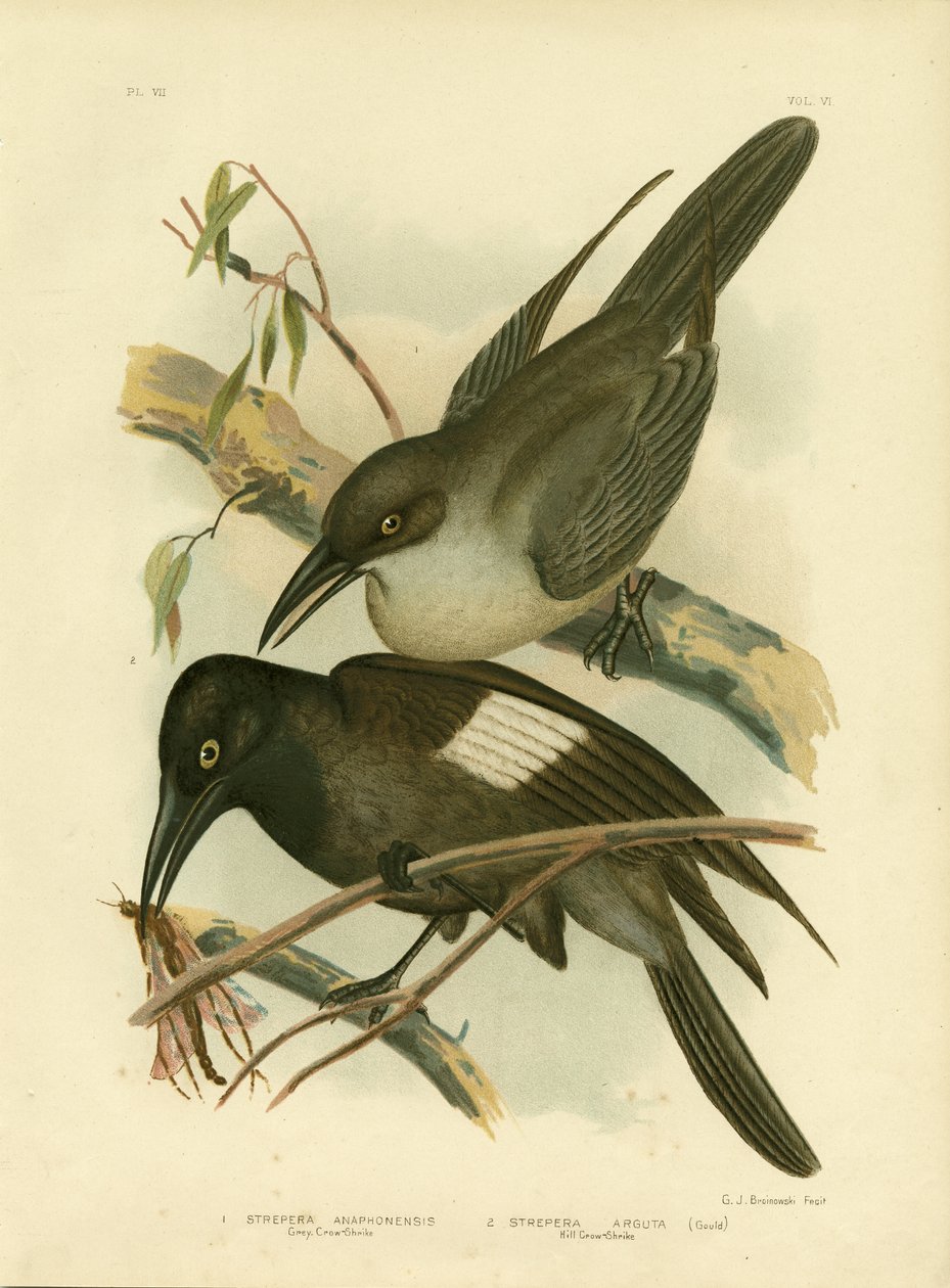 Grey Crow-Shrike, 1891 tekijältä Gracius Broinowski