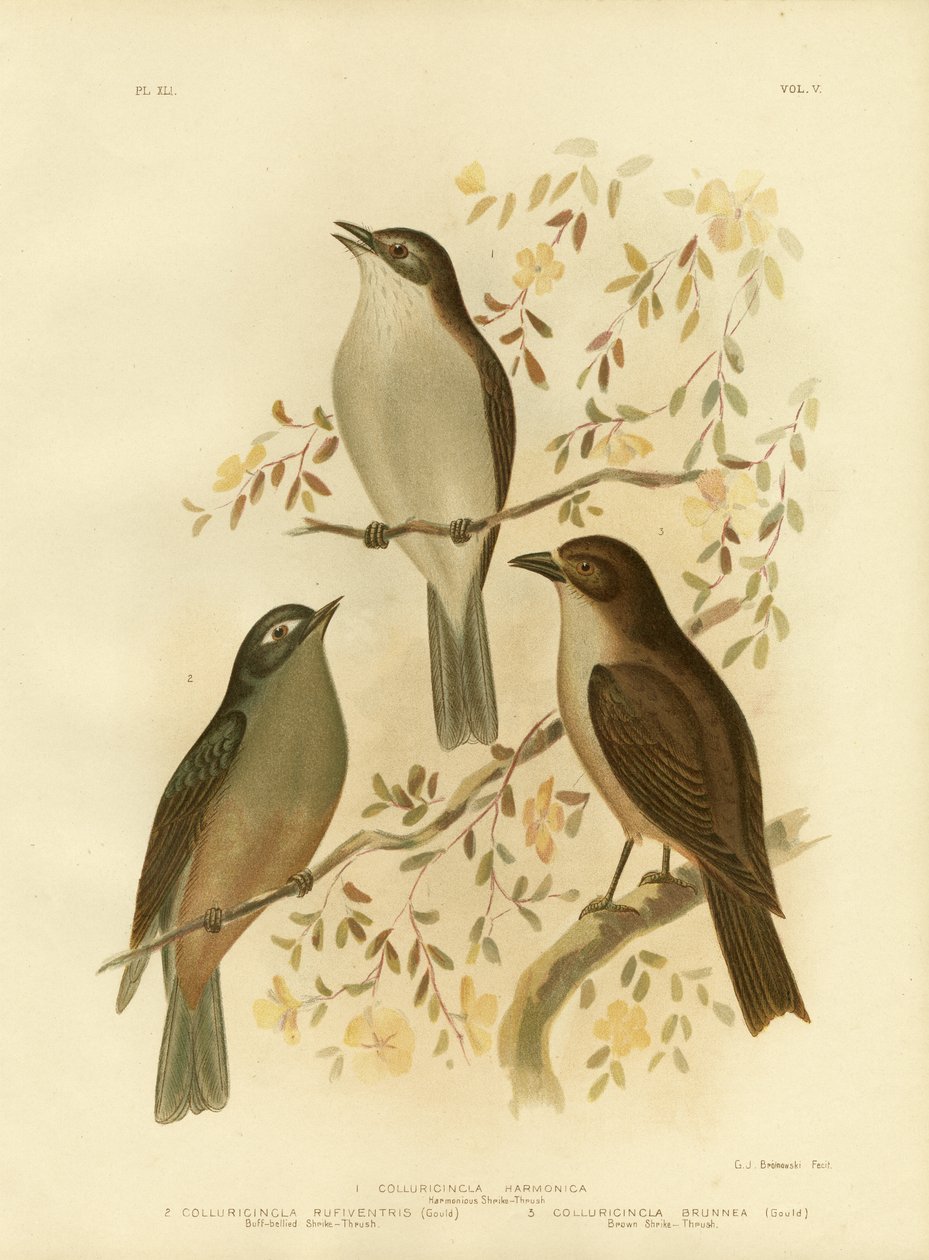 Harmooninen sepelkyyhky tai harmaa sepelkyyhky, 1891 tekijältä Gracius Broinowski