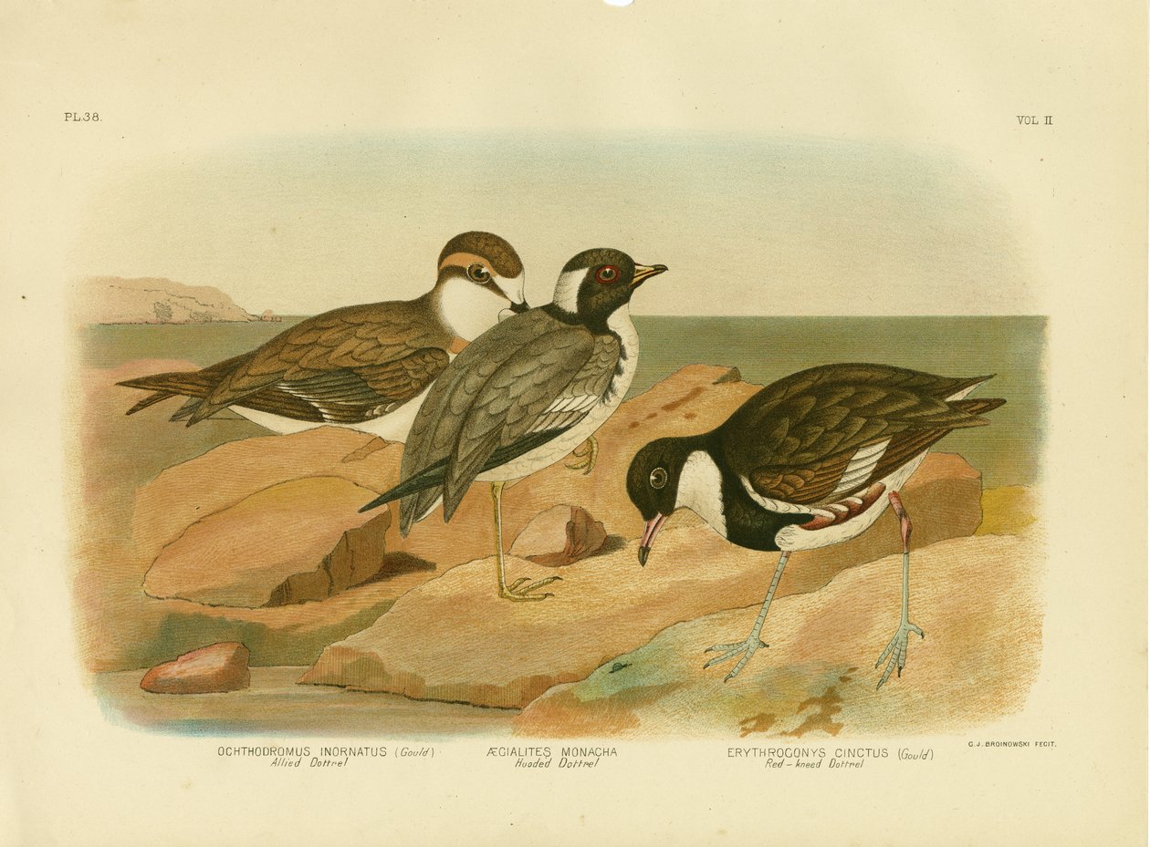 Hupullinen Dotterel, 1891 tekijältä Gracius Broinowski