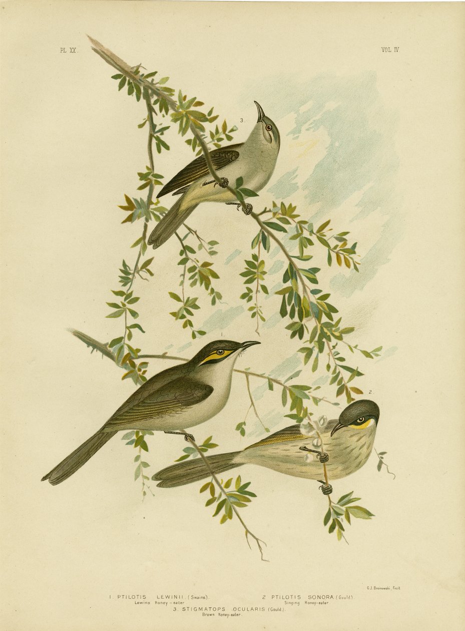 Lewin Honeyeater, 1891 tekijältä Gracius Broinowski