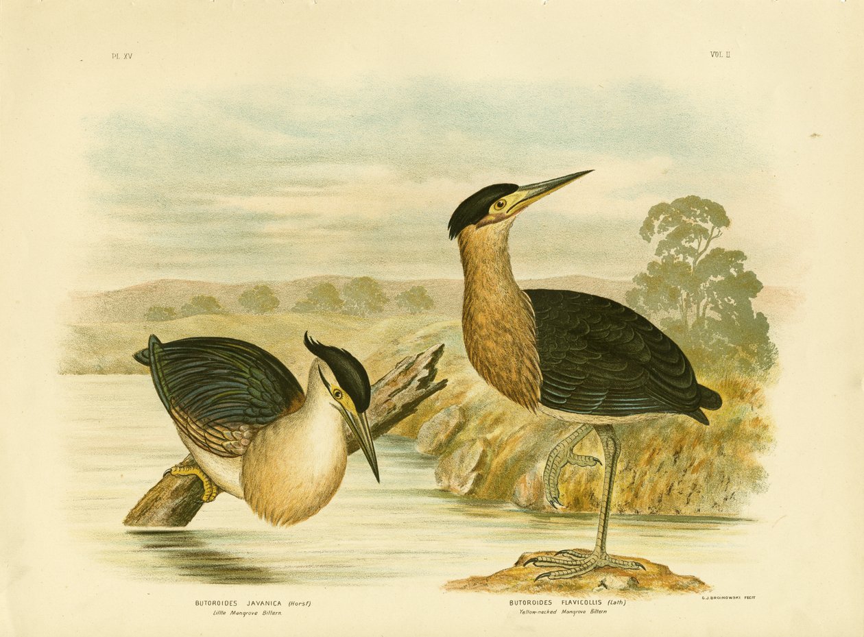 Little Mangrove Heron, 1891 tekijältä Gracius Broinowski